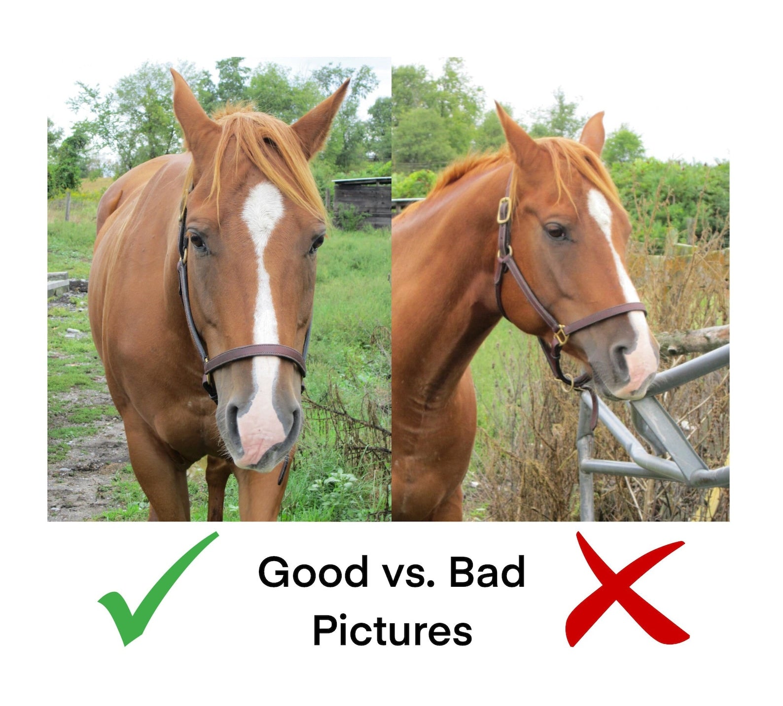 Custom Horse Silhouette | Custom Horse Markings | Horse Portrait | Digital Illustration | Custom Portrait | Digital Document ONLY